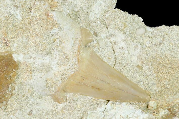 Otodus Shark Tooth Fossil in Rock - Eocene #135843